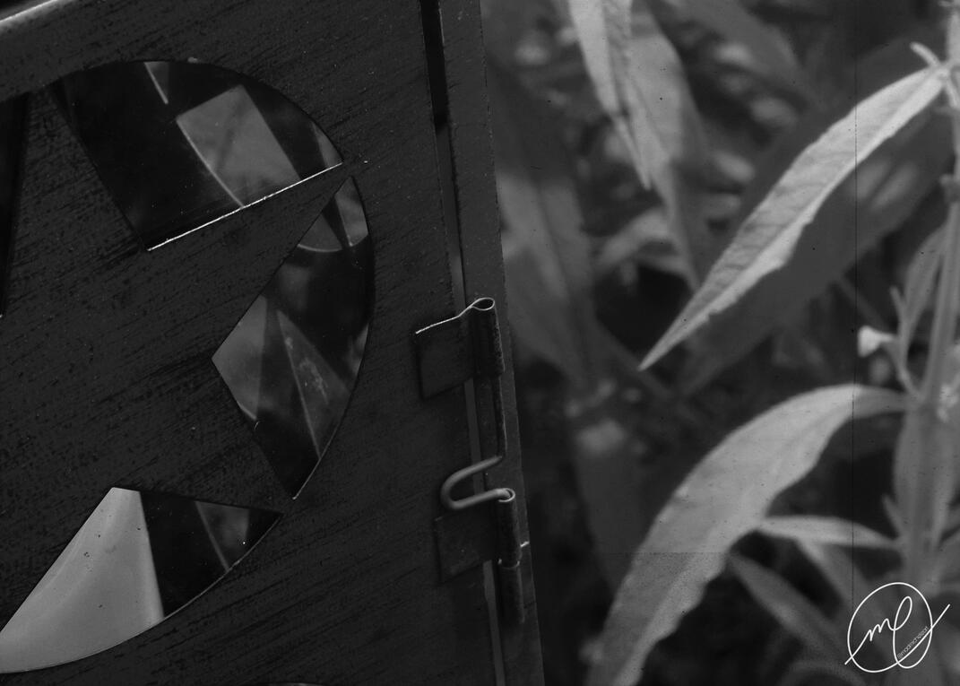 Starlight, 2019. Canon EOS Rebel T5.