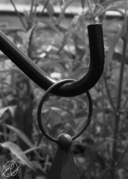 Ornithological Ornamentation, 2019. Canon EOS Rebel T5.