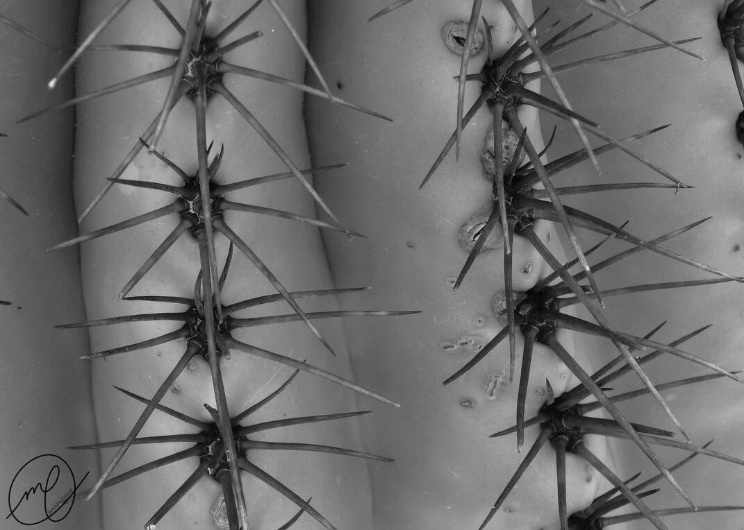 Kaktōs, 2017. Nikon Coolpix L820.