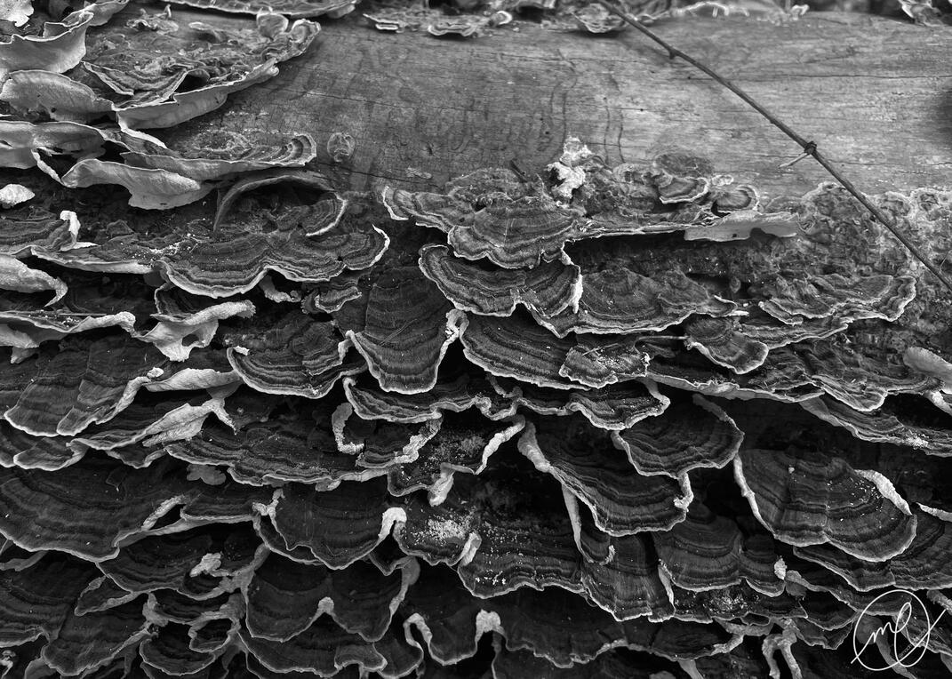 Ophiocordyceps, 2022. iPhone 12.