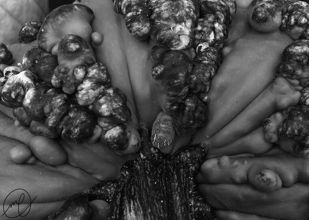 Cucurbita Pepo, 2022. iPhone X.