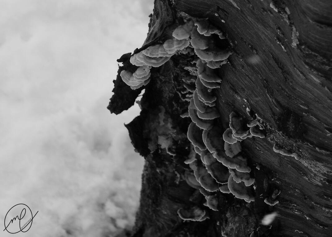 Wintery Turkey Tail, 2022. iPhone 12.