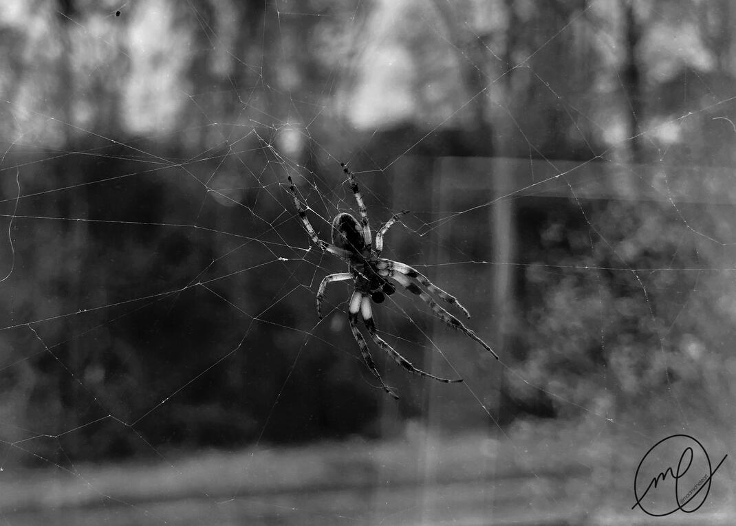 Charlotte, 2020. iPhone X.