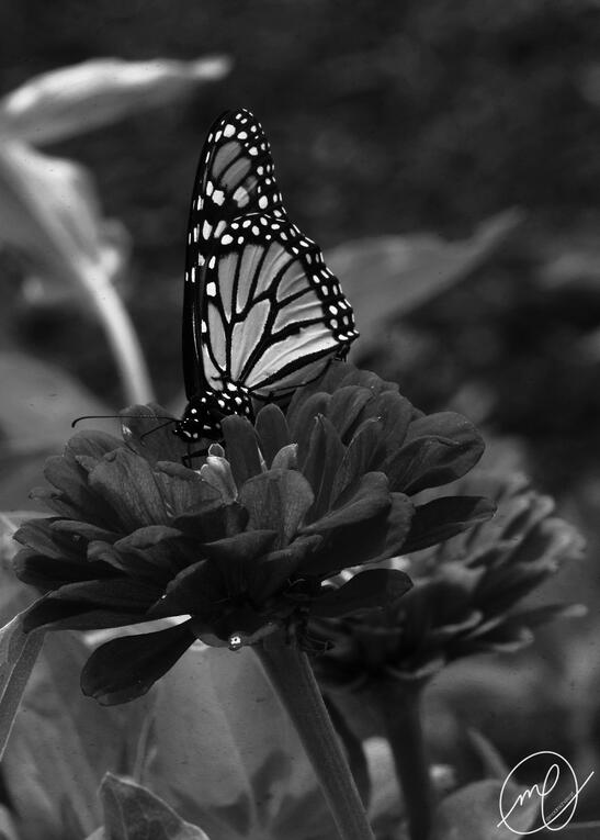 Milkweed, 2018. Canon EOS Rebel T5.