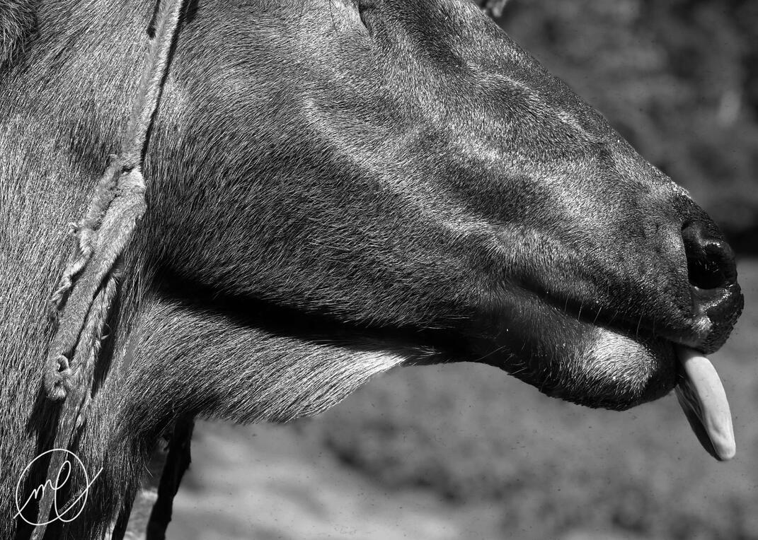 Gustatory, 2019. iPhone X.