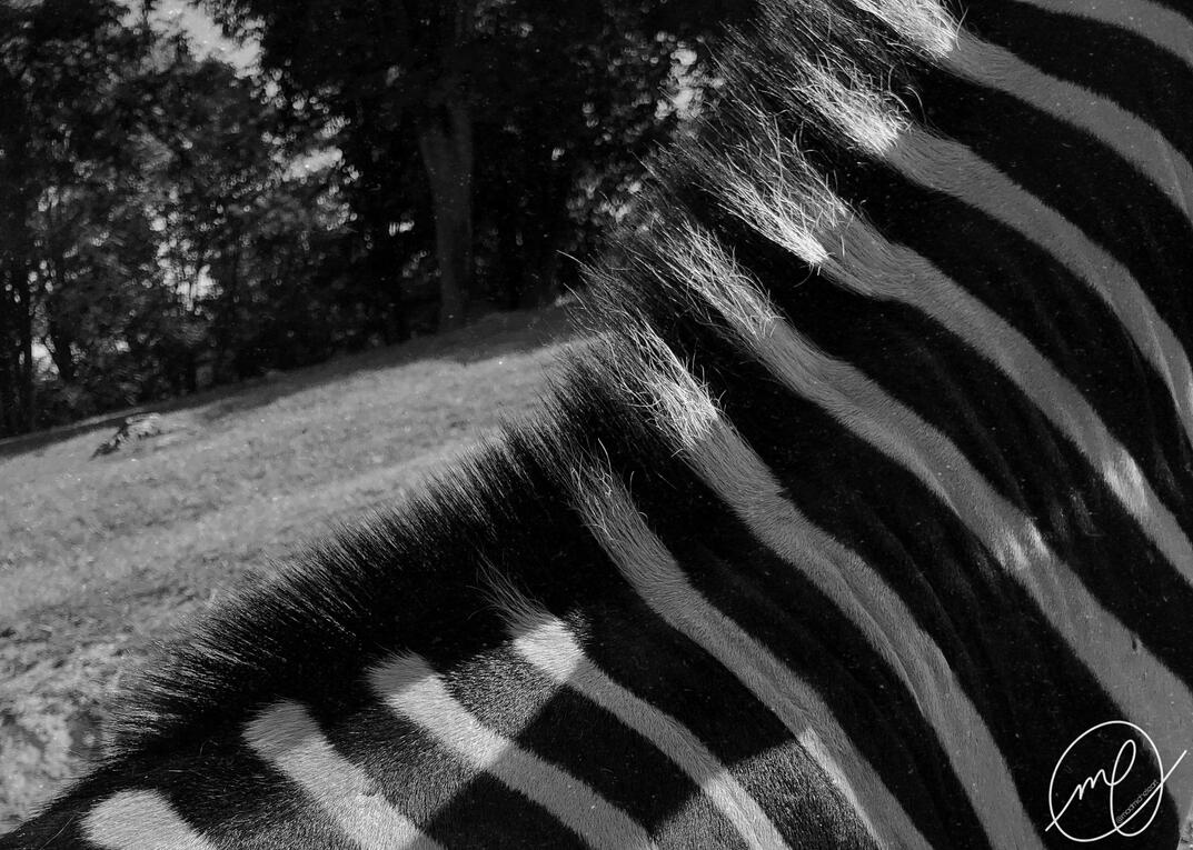 Equiferus, 2019. iPhone X.