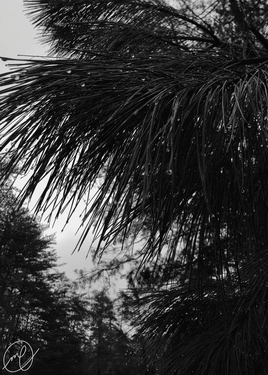 Rainy Palm, 2022. iPhone X.