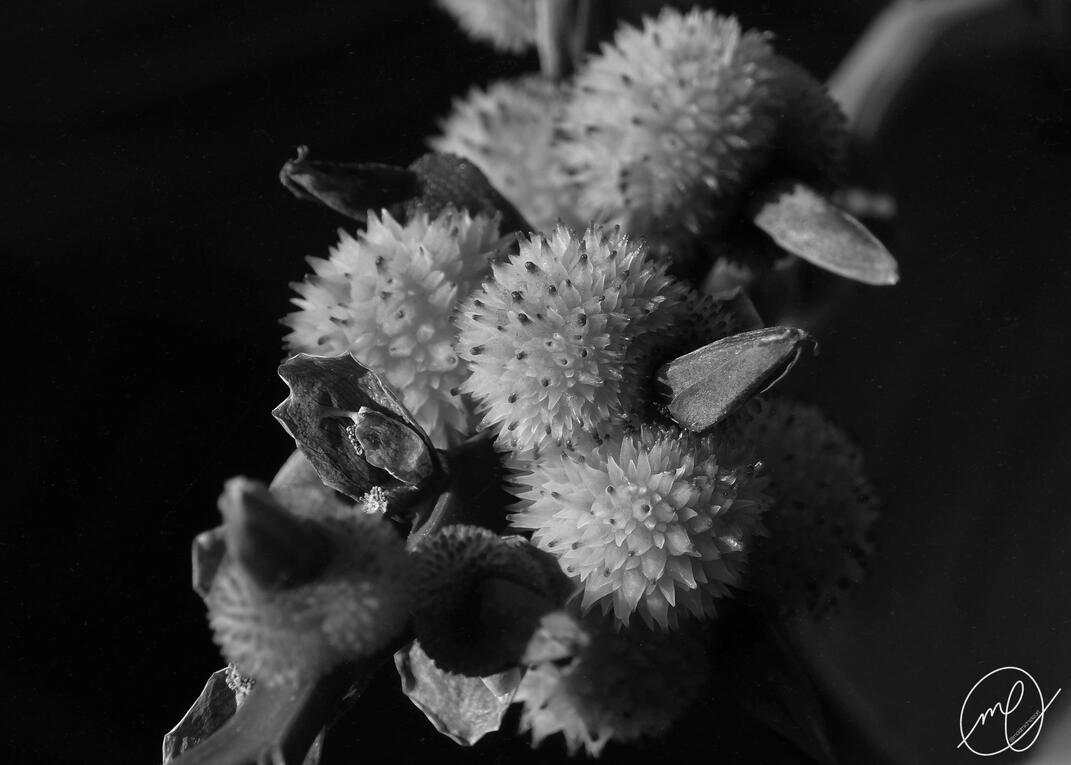 Clustered, 2017. Nikon Coolpix L820