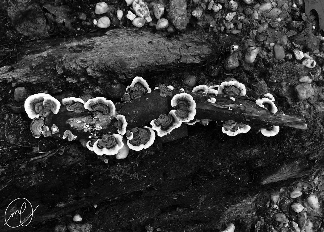 Trametes Versicolor, 2023. iPhone X.