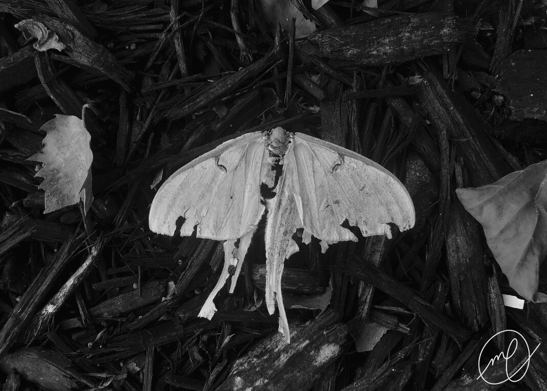 In Throes of Increasing Wonder, 2023. iPhone X.