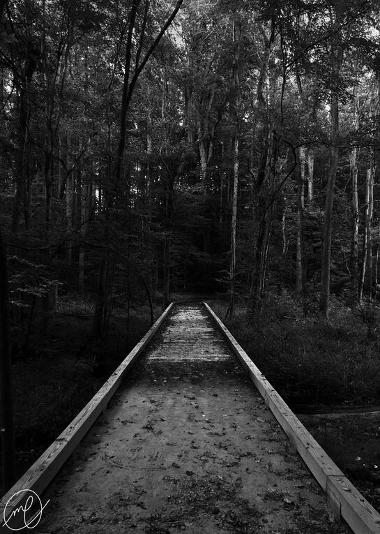 In the Woods Somewhere, 2023. iPhone X.