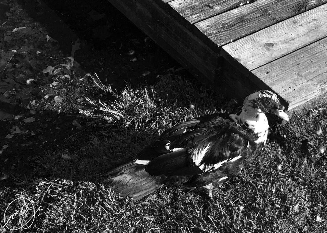 Muscovy, 2023. iPhone X.