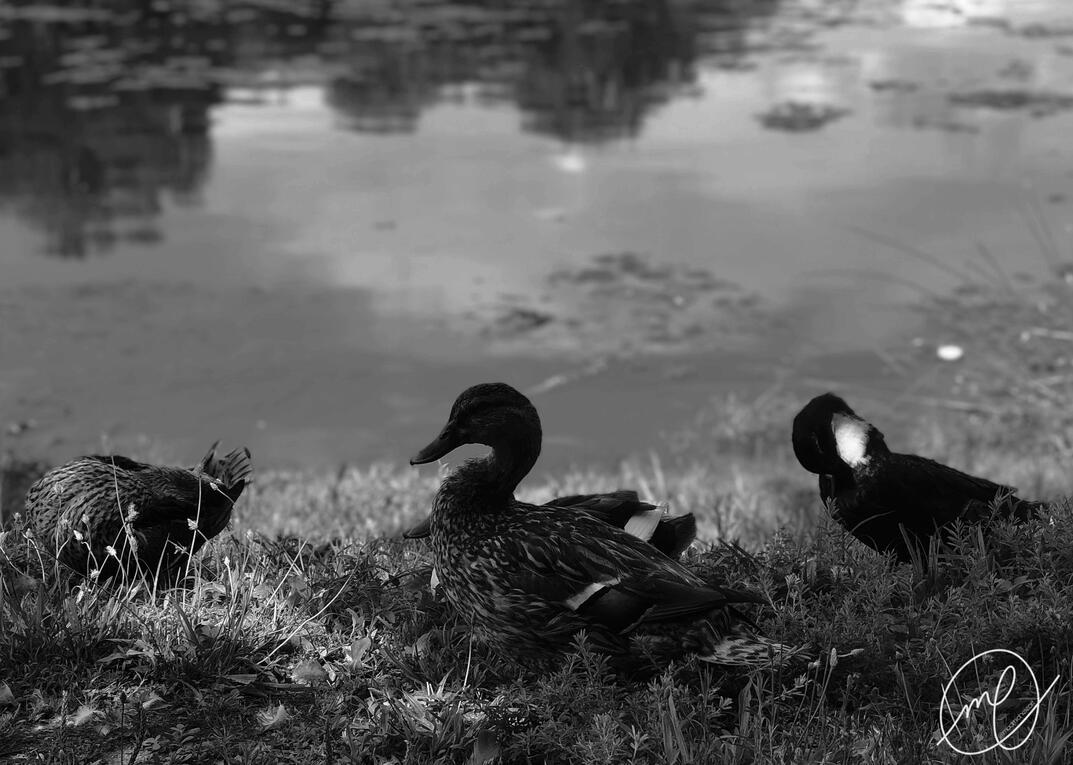 Poise, 2021. iPhone X.