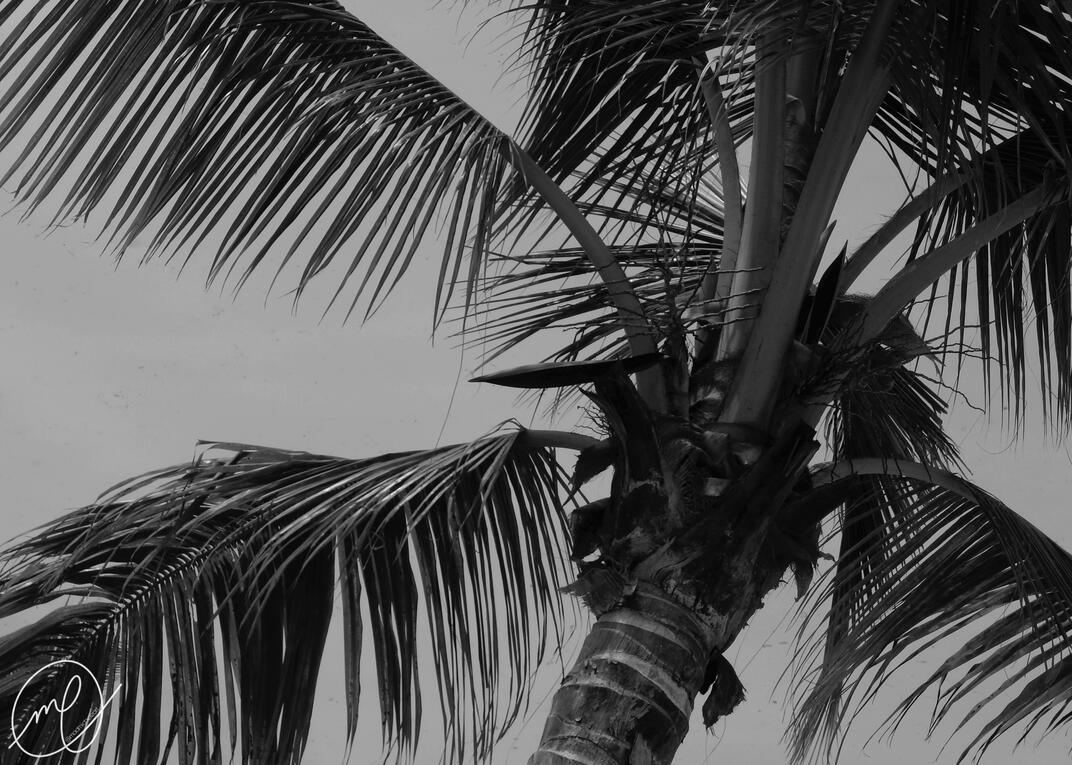 Arecales, 2017. Dominican Republic. Nikon Coolpix L820.