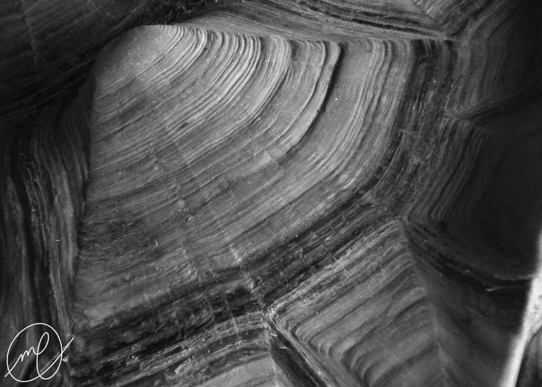 Testudine, 2017. Minolta Maxxum QTsi, 35mm.