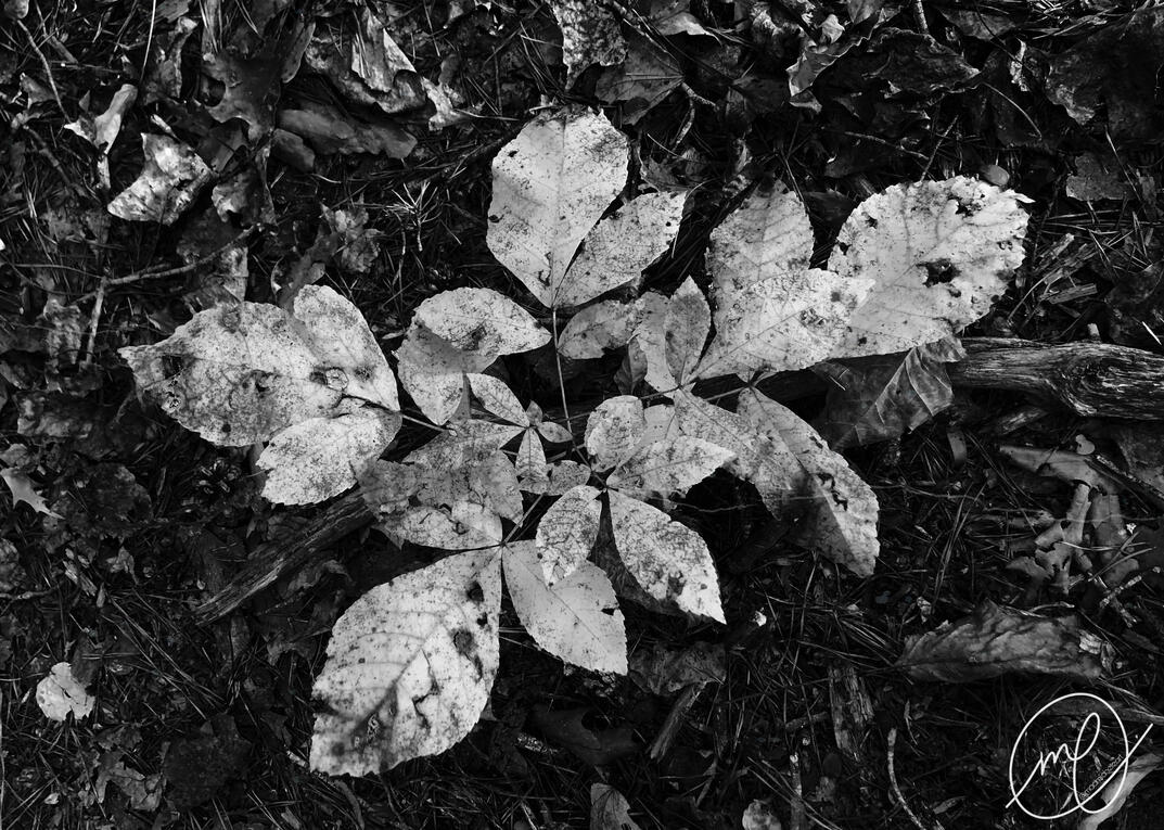 In the Undergrowth, 2023. iPhone X.