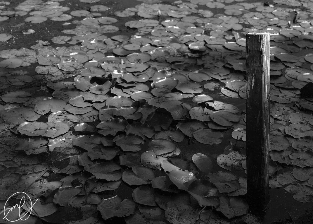 Water Lillies, 2017. Nikon Coolpix L820.