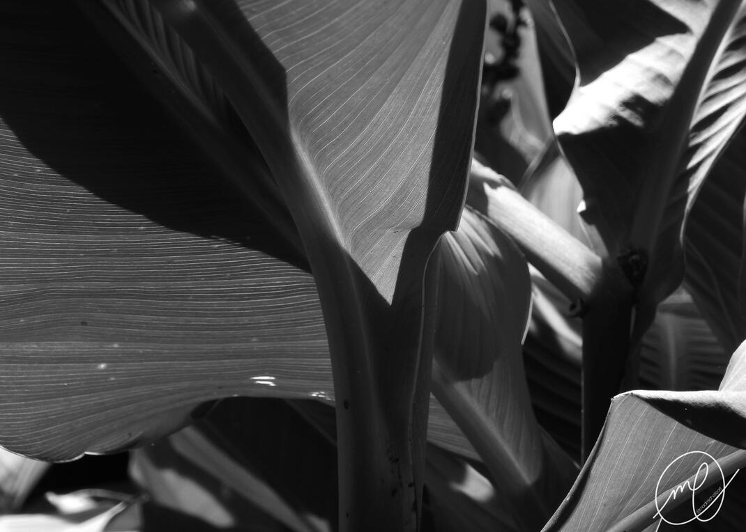 Banana Leaves, 2019. Nikon Coolpix L820.