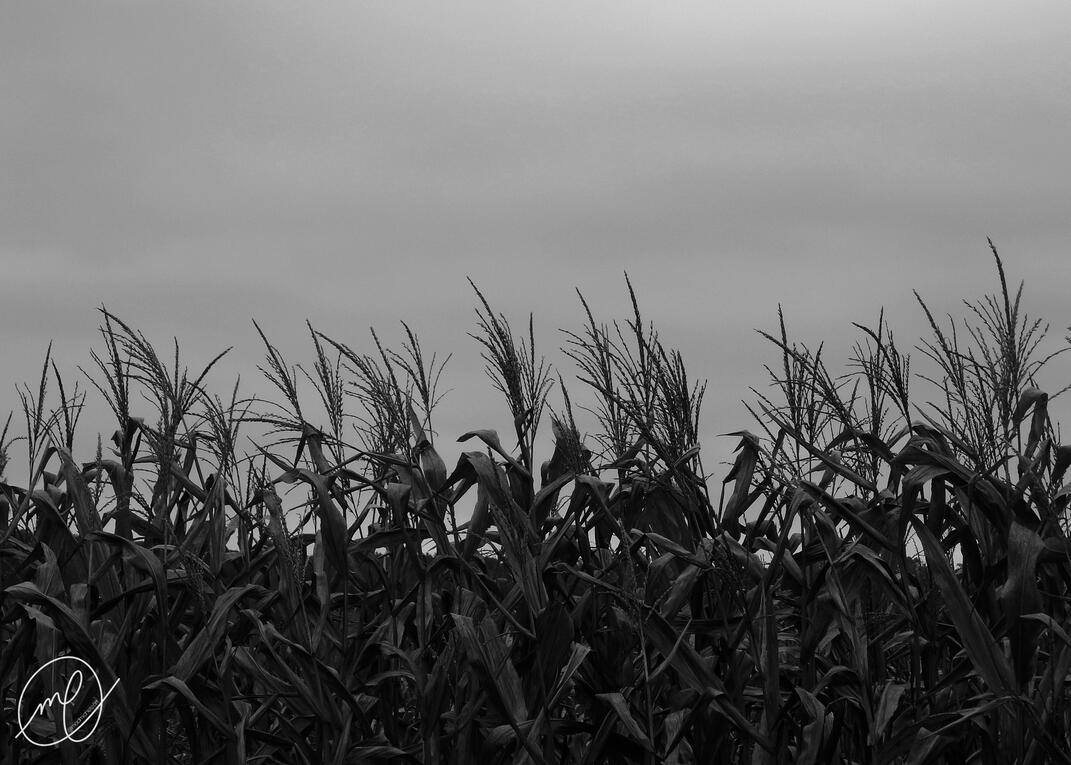 He Who Walks Behind the Rows, 2017. Nikon Coolpix L820.