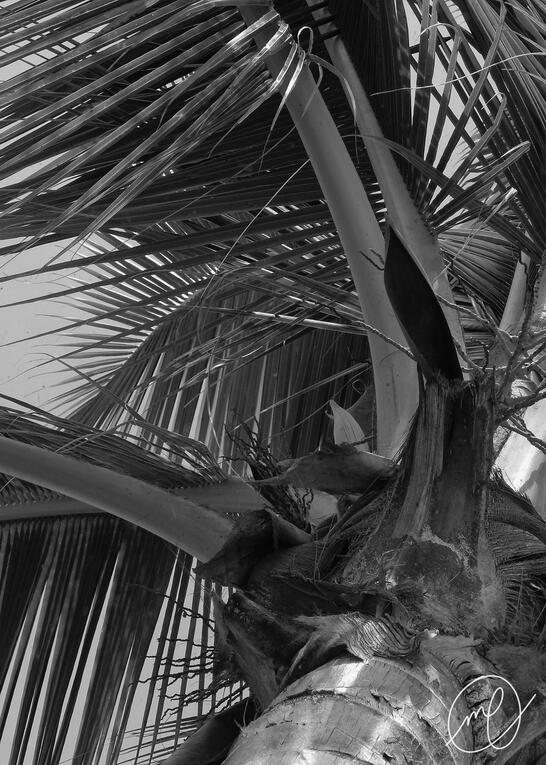 Feathered Fans, 2017. Dominican Republic. Nikon Coolpix L820.