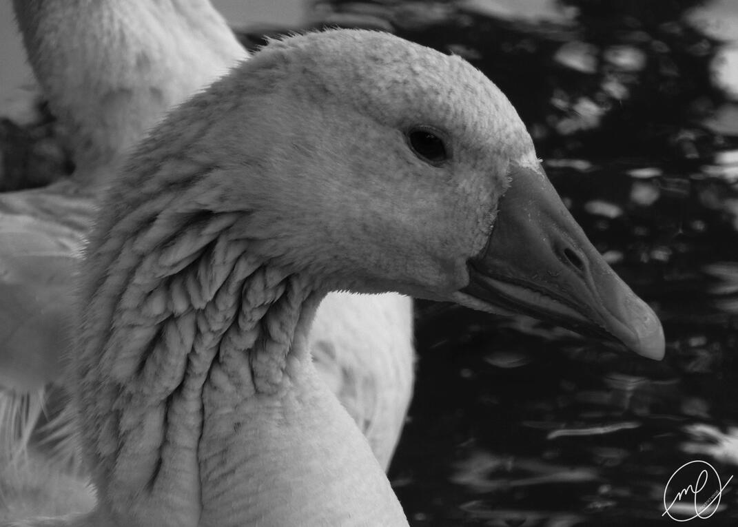 Nessie, 2017. Nikon Coolpix L820.