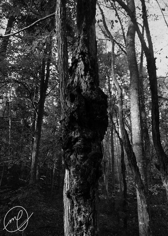 Hallow&#39;s Eve, 2023. iPhone X.