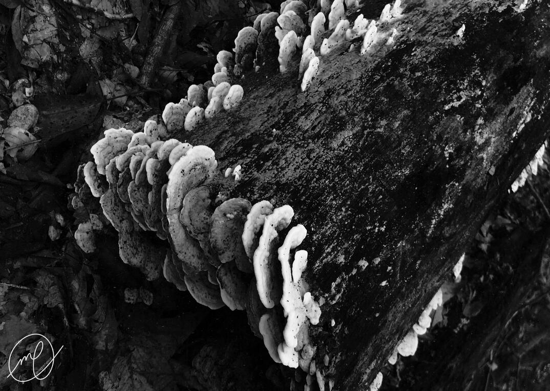 Barnacled, 2023. iPhone X.