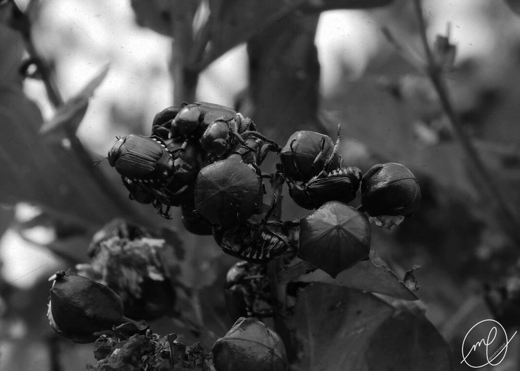 Clustered, 2017. Nikon Coolpix L820.