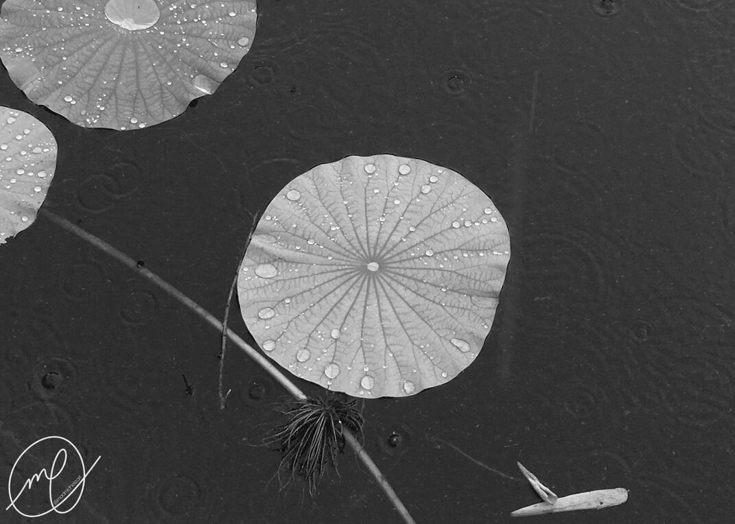 A Whisper of Rain, 2018. iPhone X.