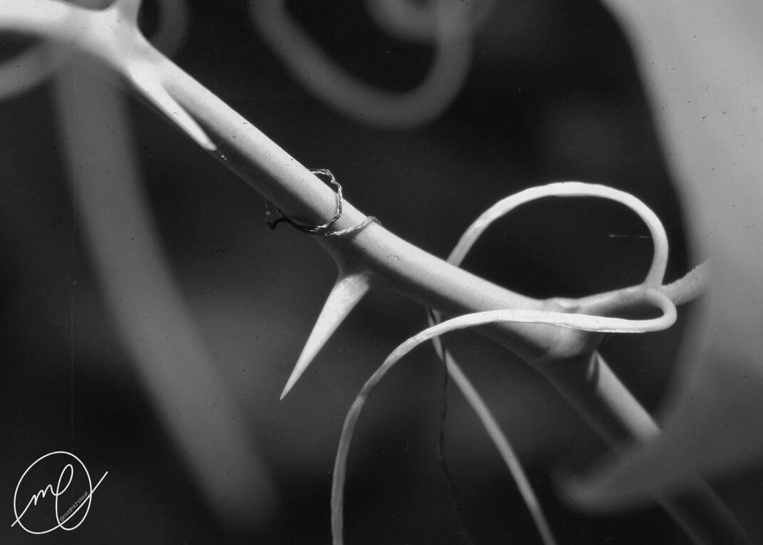 Helical, 2017. Nikon Coolpix L820.