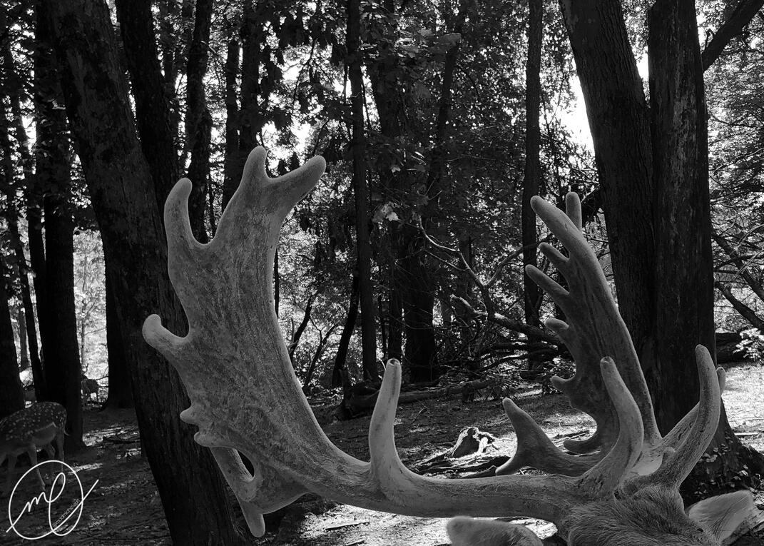 Velvet, 2019. iPhone X.