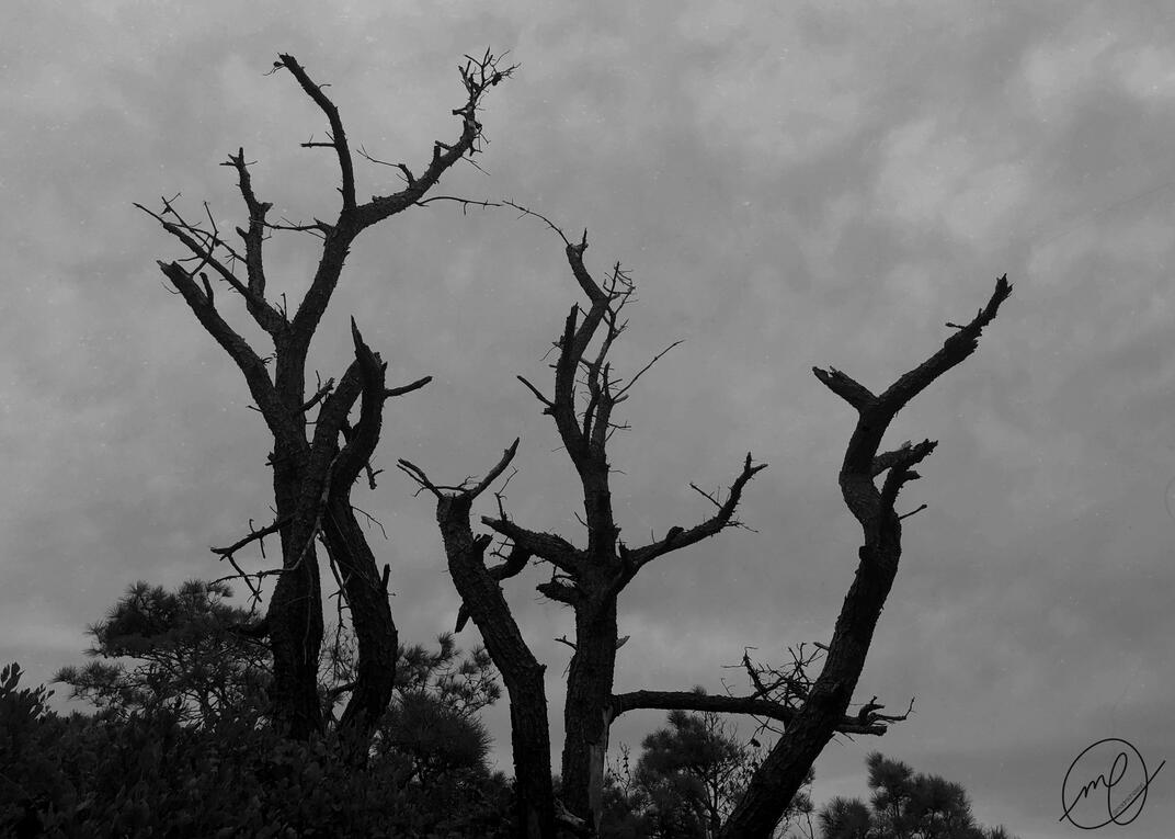 Gloom, 2019. Assateague Island, Maryland. Nikon Coolpix L820.