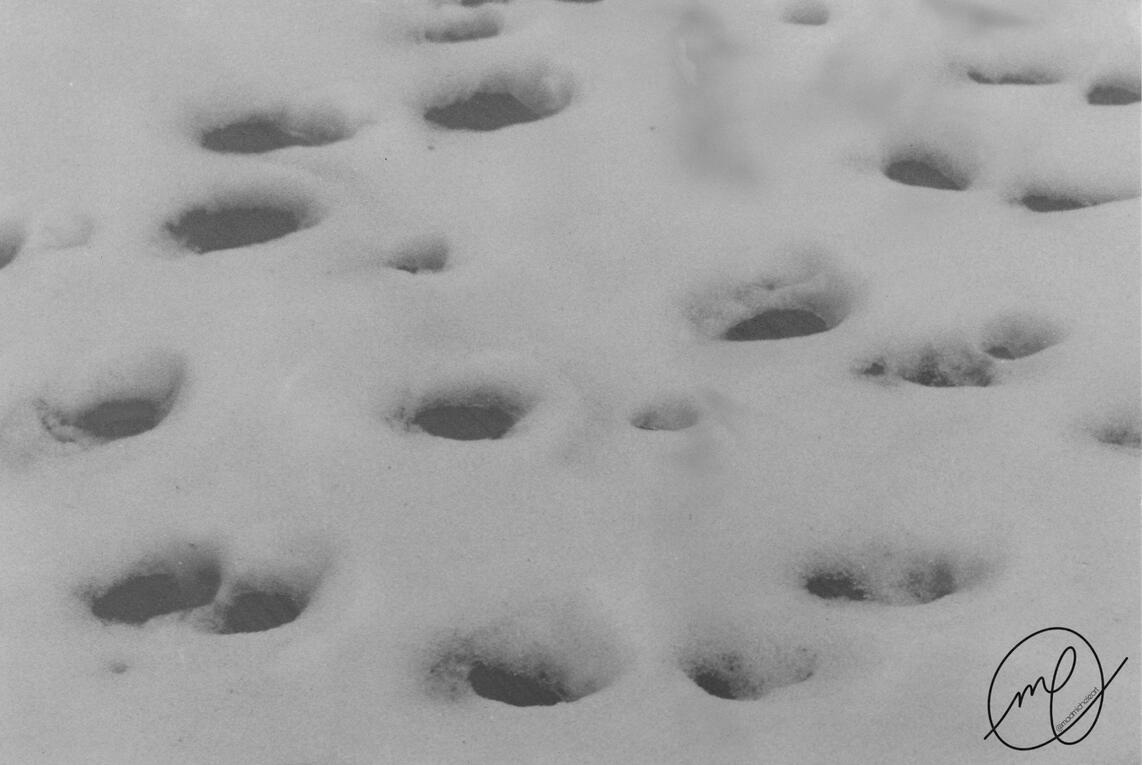 Footprints in the Snow, 2016. Minolta Maxxum QTsi, 35mm.